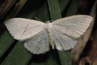 Scopula floslactata