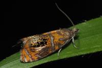 Olethreutes arcuella