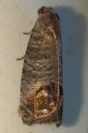 Cydia pomonella