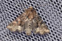 Oligia strigilis