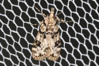 Eudonia delunella