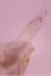 Ephestia woodiella