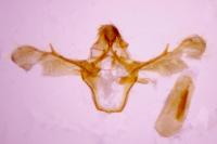 Ephestia woodiella
