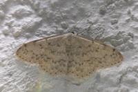 Scopula marginepunctata