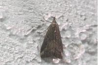 Schrankia costaestrigalis