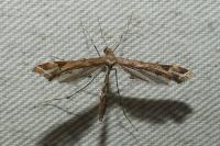 Amblyptilia acanthadactyla
