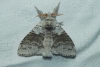 Calliteara pudibunda