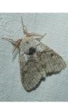 Calliteara pudibunda