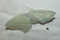 Campaea margaritaria