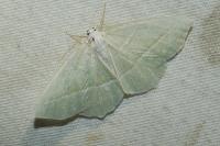 Campaea margaritaria