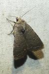 Caradrina flavirena
