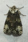 Craniophora ligustri