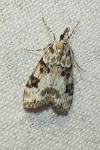 Eudonia delunella