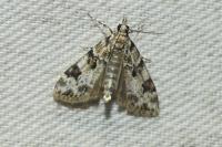 Eudonia delunella