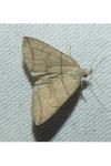 Herminia grisealis