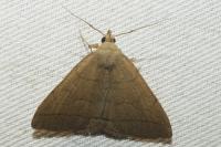 Herminia tarsipennalis