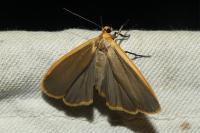 Katha depressa