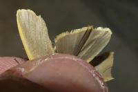 Katha depressa