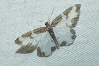 Lomaspilis marginata