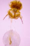 Cnephasia cupressivorana