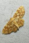 Hydrelia flammeolaria