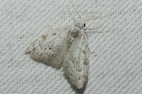 Nola confusalis