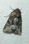 Oligia strigilis