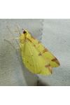 Opisthograptis luteolata