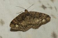 Parectropis similaria