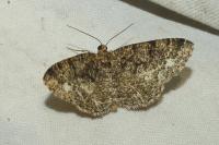 Parectropis similaria