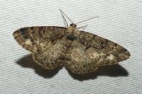 Parectropis similaria