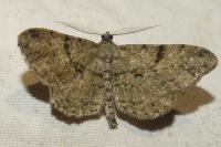 Peribatodes rhomboidaria