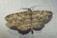 Peribatodes rhomboidaria
