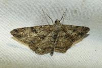 Peribatodes rhomboidaria