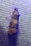 Piniphila bifasciana