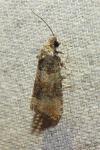 Piniphila bifasciana