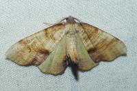 Plagodis dolabraria