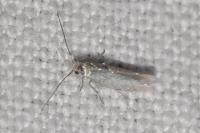 Ocnerostoma friesei