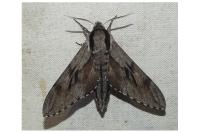 Hyloicus maurorum/pinastri