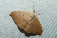 Watsonalla uncinula