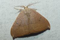 Watsonalla uncinula