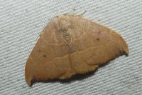 Watsonalla uncinula