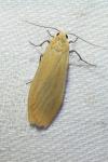Wittia sororcula
