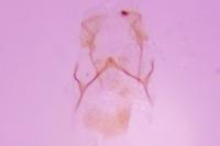 Ocnerostoma friesei