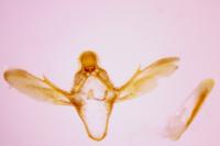 Ephestia woodiella
