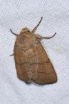 Charanyca trigrammica