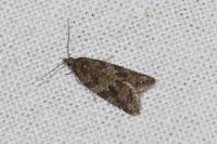 Cnephasia