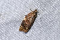 Ditula angustiorana