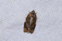 Ditula angustiorana