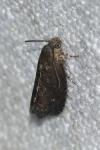Grapholita molesta